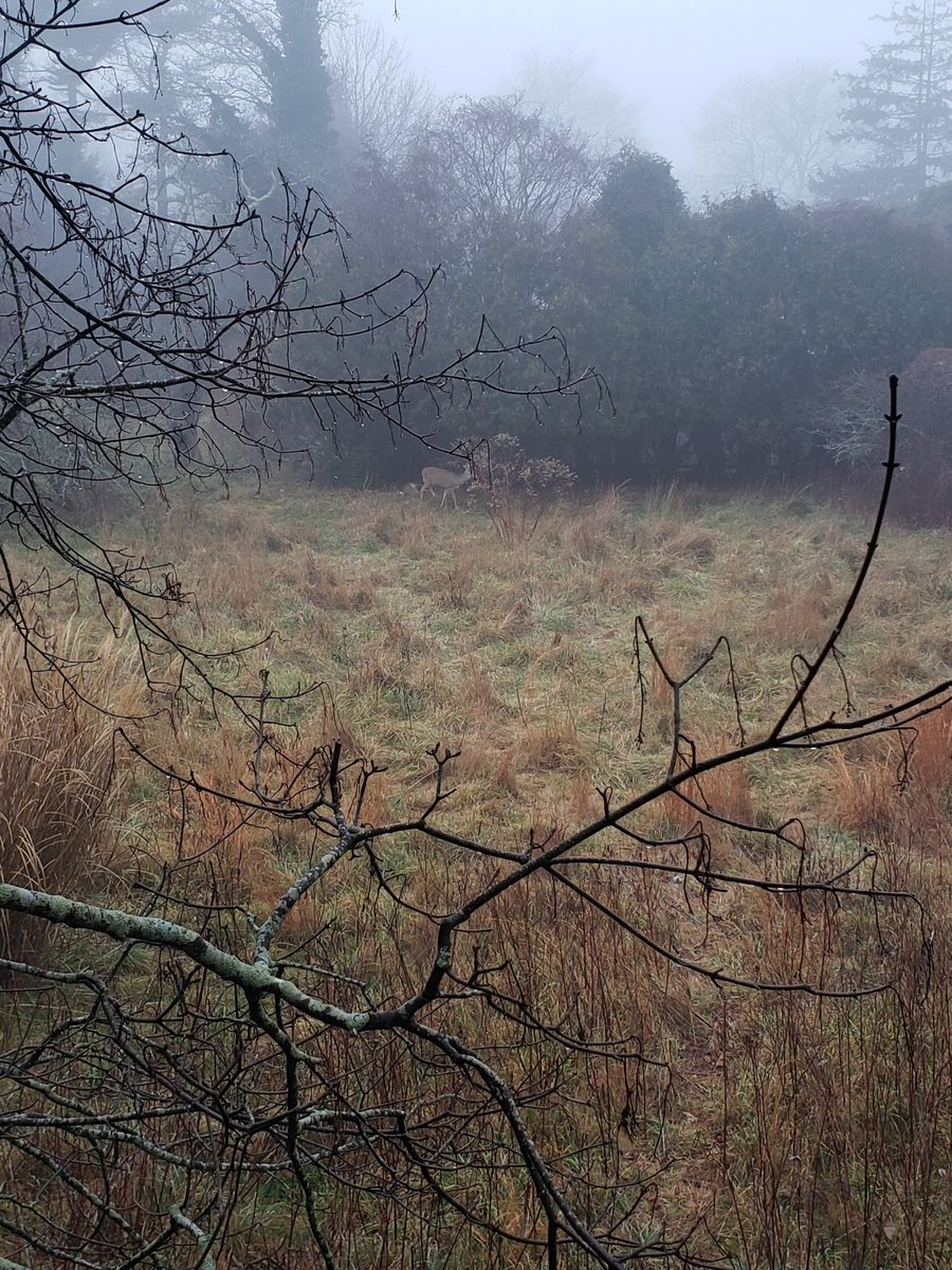 XSinclair's tweet image. Got a 4th doe yesterday morning and her spike bf hung around just out of range for a while. This year I've perfected my field dressing skills and started learning to butcher with actual technique. My goal for 2024 is to get great at butchering and doing hides.