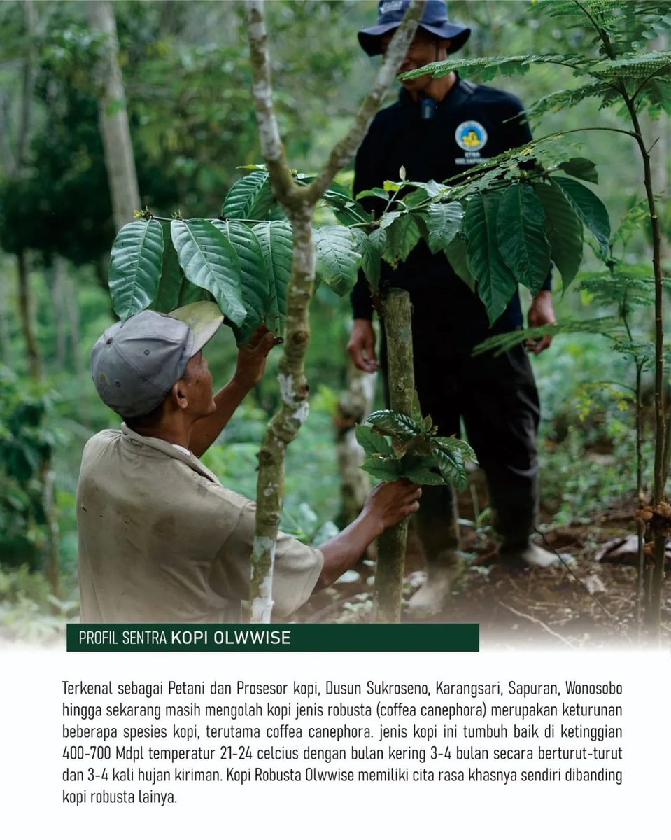 wsbmediacenter's tweet photo. Kopi olwwise memiliki ciri khas tersendiri https://t.co/dV9DGwmw4F