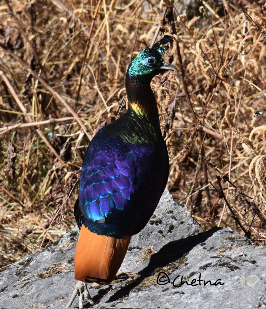 #MulticolouredPlumage
#HimalayanBird
#HydrophobicRufousFeathers
#birdphotography 
#StateBirdofUttarakhand