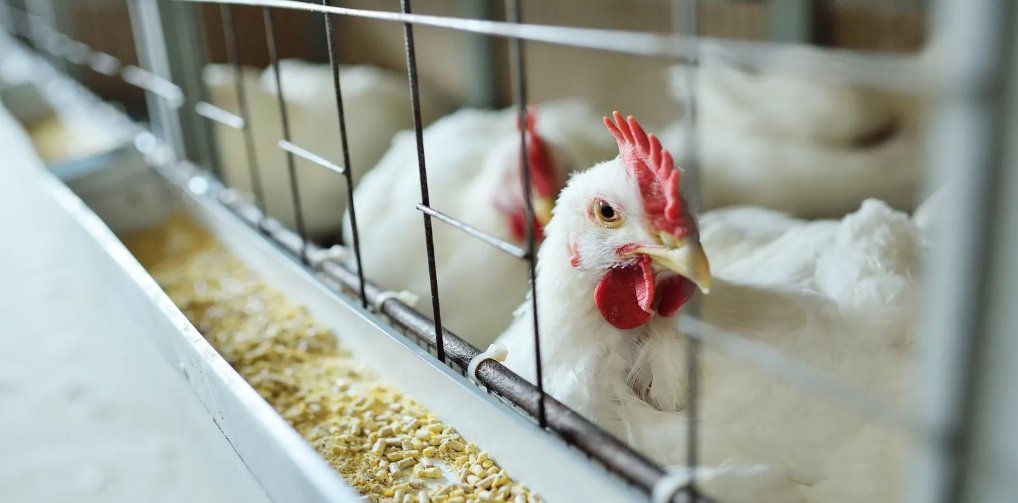 AnneData4LS's tweet image. Merck Animal Health, you may have missed news... In a scientific first, U.K. researchers used gene editing technology to create poultry that's partially resistant to bird flu infection. SAS epidemiologist Meg Schaeffer shares her thoughts with USA Today. 

2.sas.com/6016RjGUE