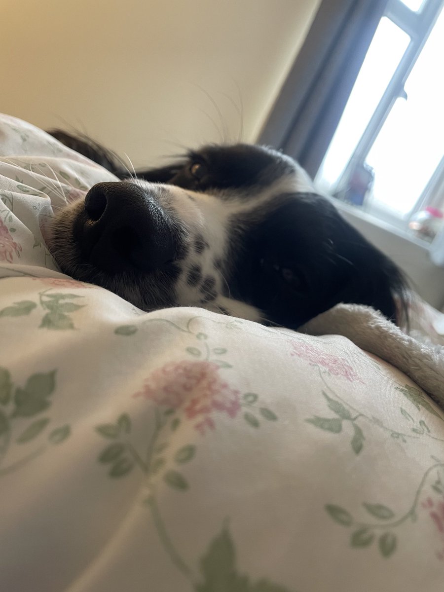 brianhnichols's tweet photo. Think my dogs as hungover as me 🍻🤕 https://t.co/W7wALeov4O