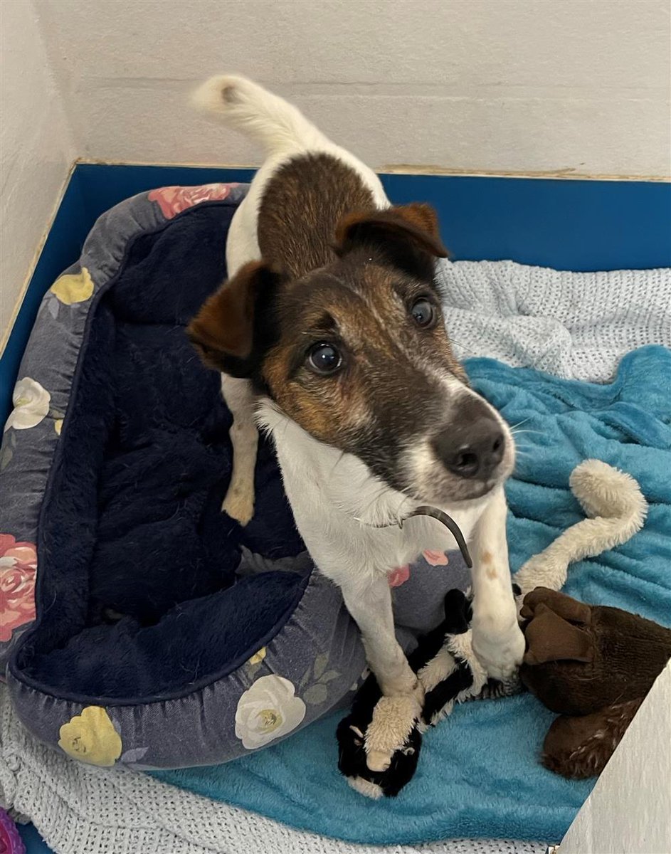 Please retweet to help Zac find a home #LANCASHIRE #UK 
 'Zac is a seven-year-old smooth-haired Fox Terrier.  He came in to us because his owner is pregnant and they don’t have the time to give him the care and attention he needs.    He is a lovely boy with people but is anxious
