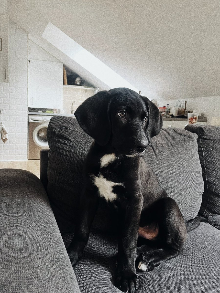 uMIRcornio tweet media