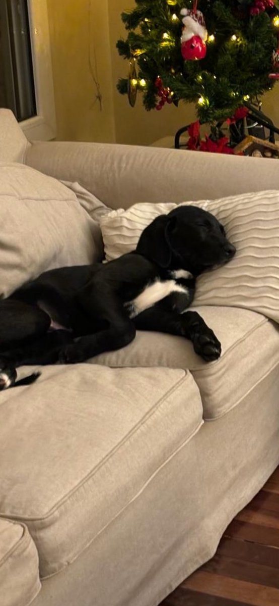 uMIRcornio tweet media