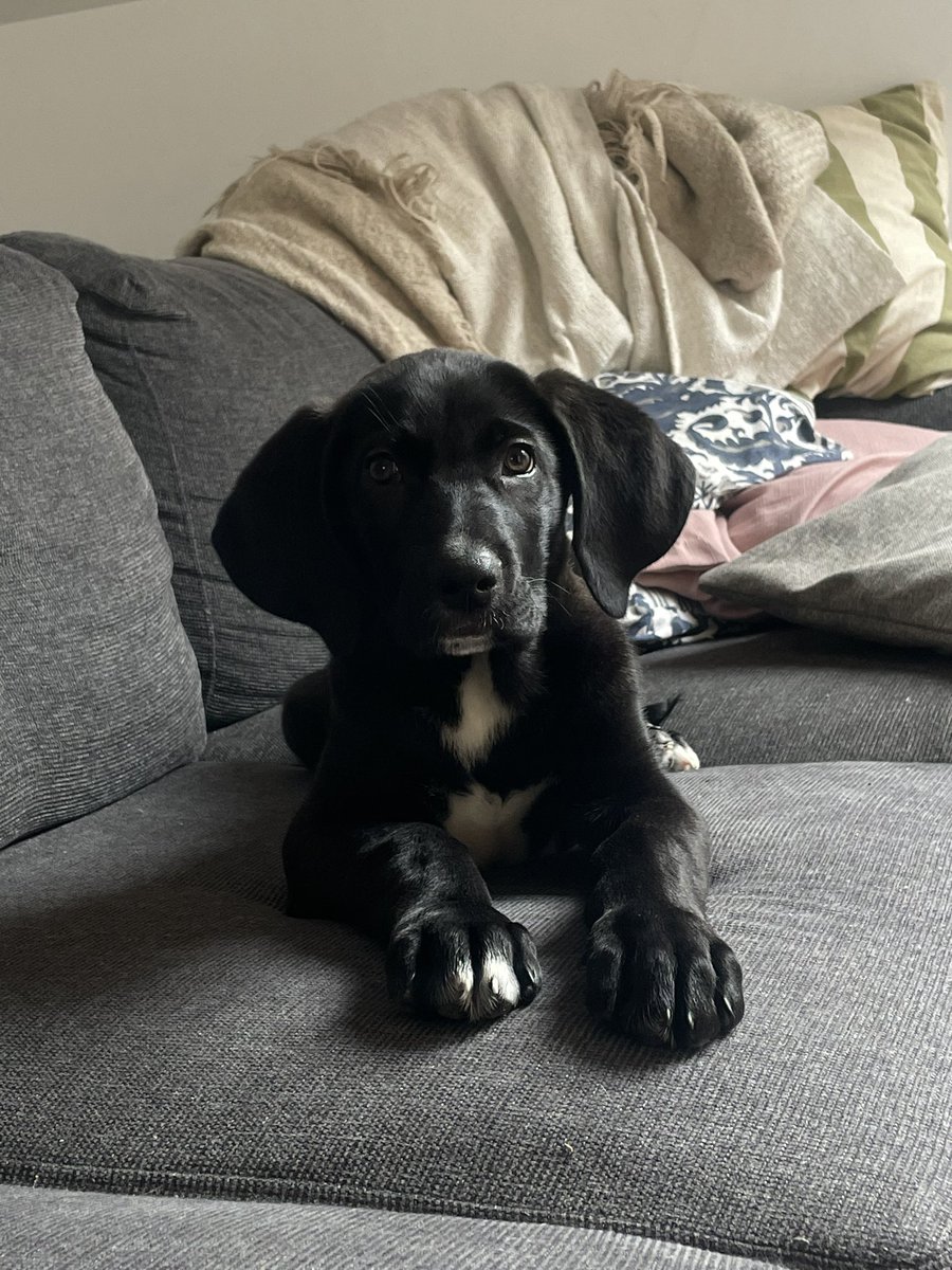 uMIRcornio tweet media