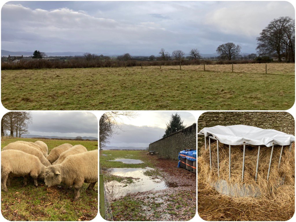 BallindeanRF's tweet photo. Checked the #ryelands this morning following yesterday’s deluge.
Safe to say that it was just as wet with them as it was at home with more 🌧️ on the way by the looks of things.
All was well though.
Bale cover doing its job 👍
#StormGerrit #GoNative #NativeBreeds #RFBS #sheep https://t.co/NCkVjf2zP6