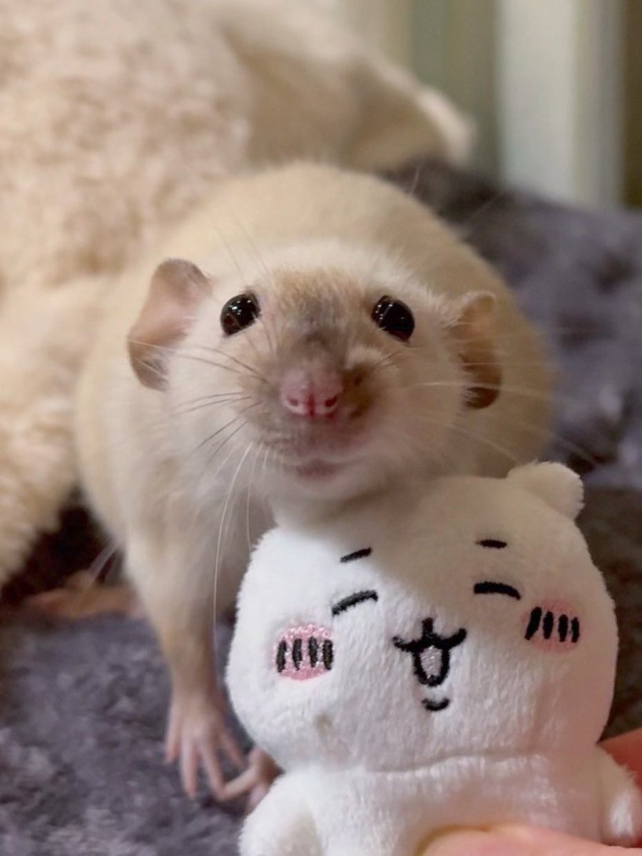 mocomoco_OvO's tweet photo. ちいかわ🐭 https://t.co/5PxBW38un1