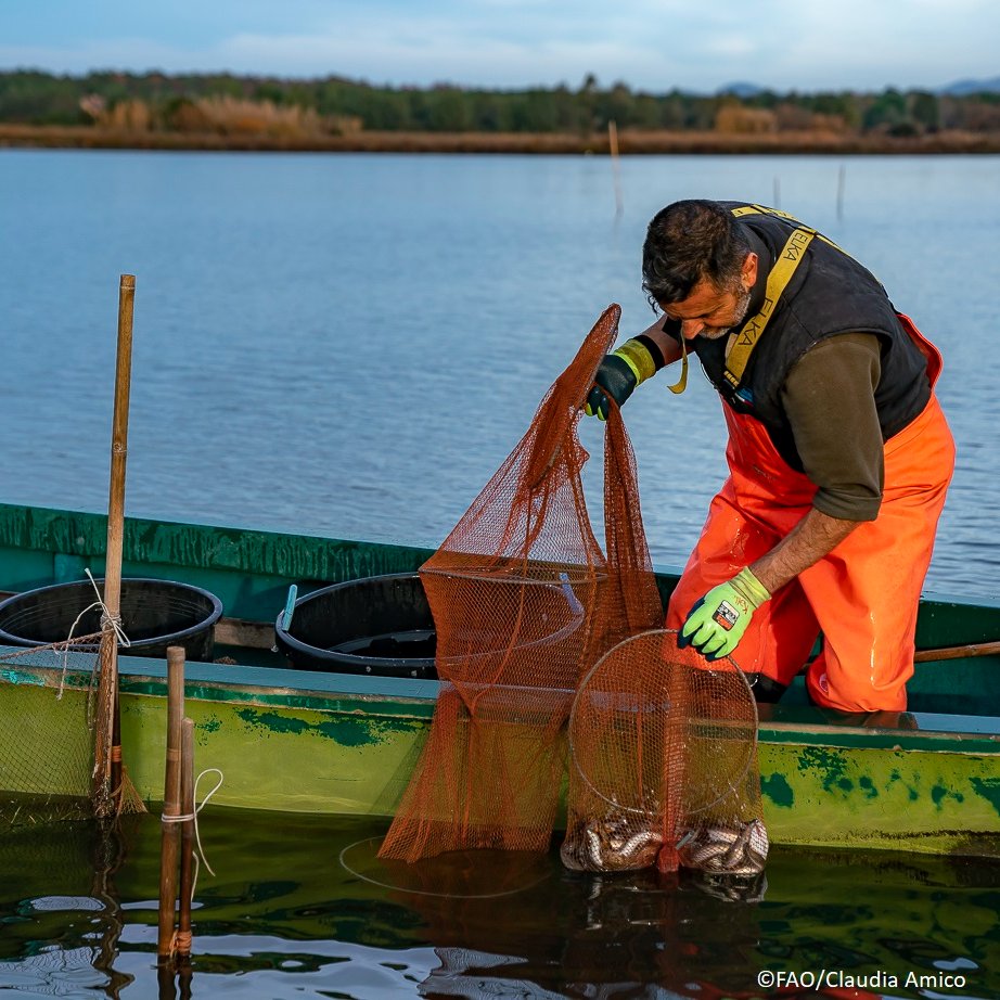 The endangered European #eel calls for action: 

A <a href="/UN_FAO_GFCM/">General Fisheries Commission for the Mediterranean</a>'s research inspires a management plan by countries, with partial fishery closures &amp; a ban on recreational eel fishing.

Read more 👉 bit.ly/3TIJXsS

#SustainableFisheries