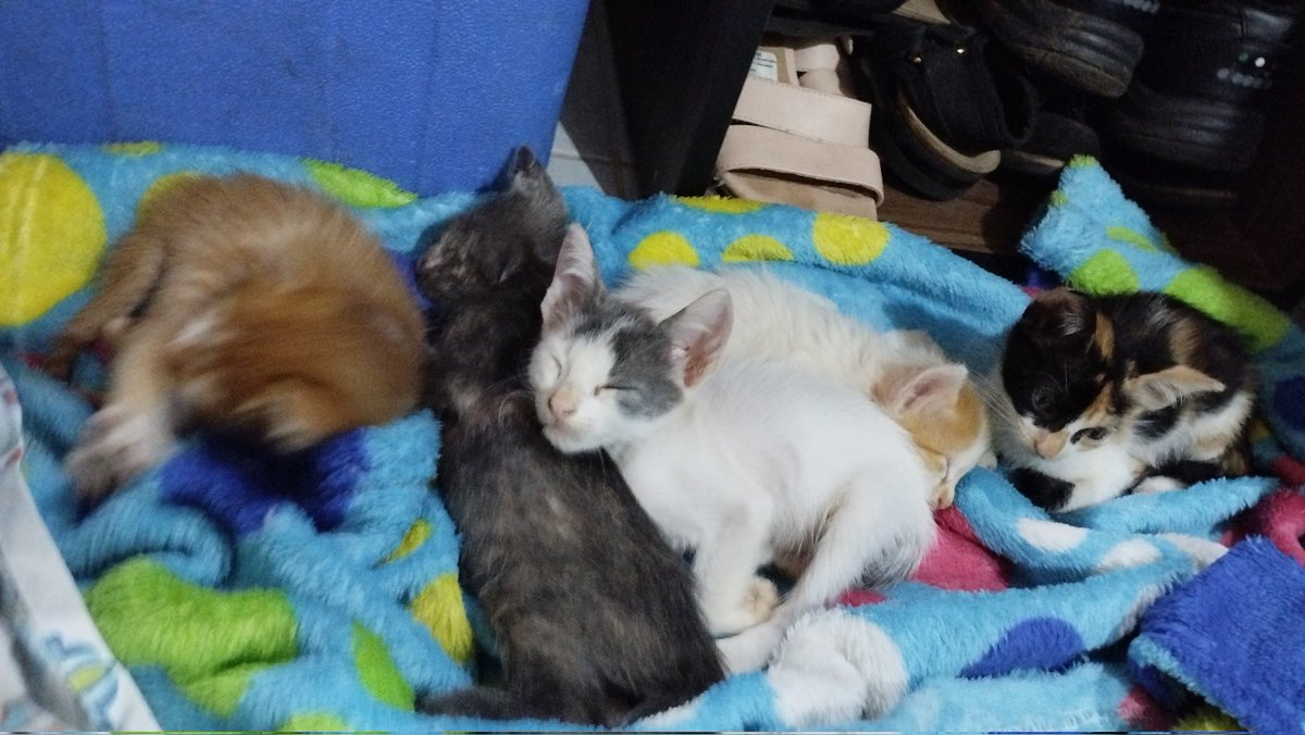 orangelatingirl's tweet photo. Buenos días gente, anoche encontré 7 gatitos tirados, dentro de una bolsa, a la vuelta de la casa de mis papás, en Laurelty, Luque. Me ayudarian a encontrarle casa a estos 7 pequeños bebés, si conocen de alguien que quiera, o haciendo rt me ayudan mucho!! https://t.co/gAiSSeEc81