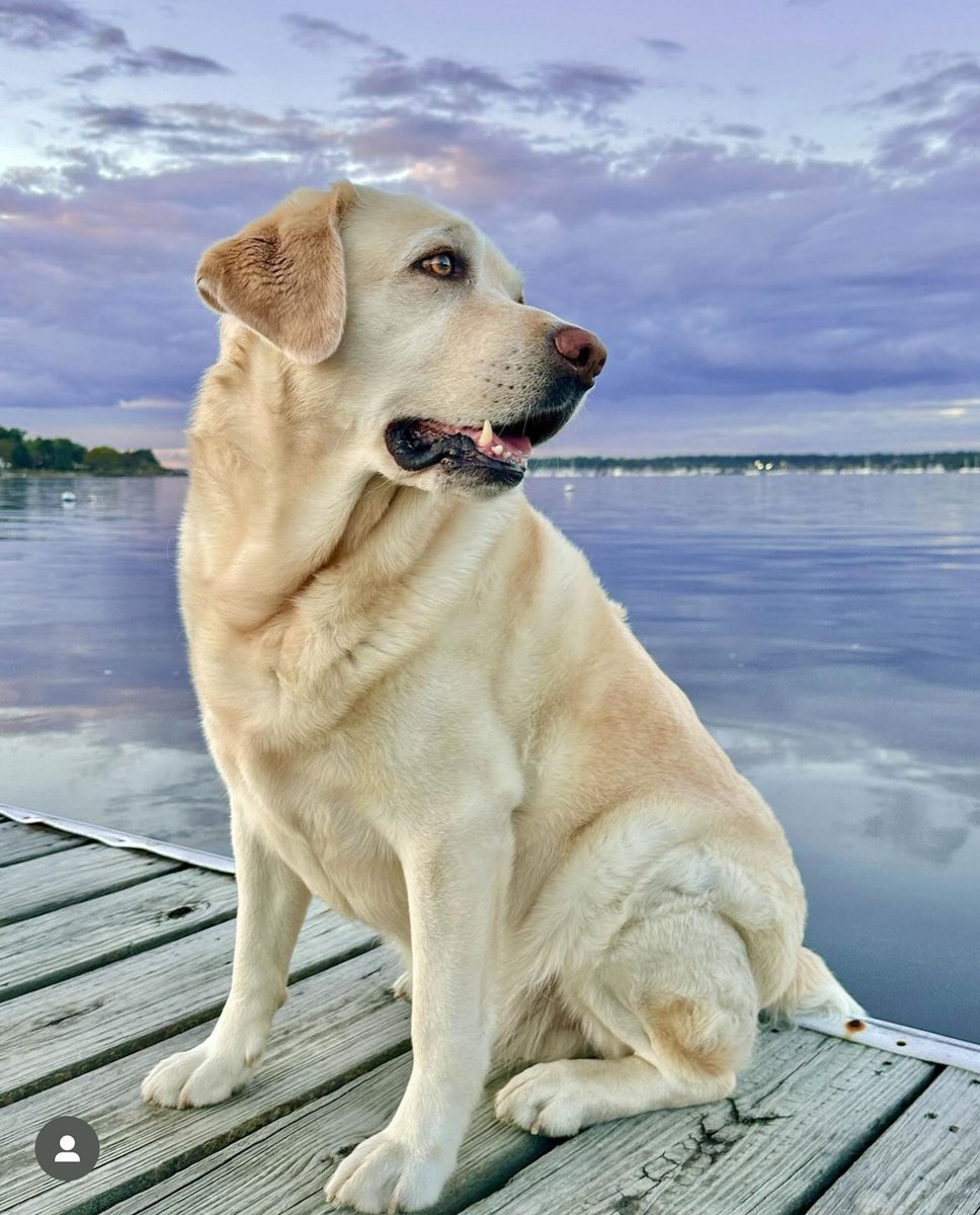 Labrador_lover4's tweet photo. #labradorbrasil #labrador__retriever #labradorretrieverlove #labrador_retriever #labradorretrieverslife #labradoroftheday #labradors #labradorretrieverbrasil #labradorretriever #labradors_ #labrador_ #labradorlover #labradorpreto https://t.co/HPiU7W8WP1