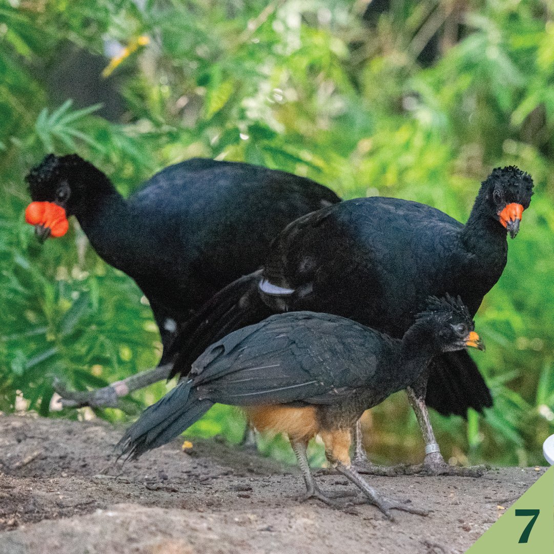 #7: We had egg-citing news earlier this year when we had a rare, wattled curassow chick hatch. It is the first time in almost 30 years that a wattled curassow hatchling is being raised by its parents.