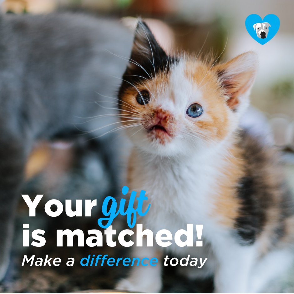 Thanks to OTAT's Board of Directors, Donor Advisory Board, and our Blue Heart Giving Circle, we're excited to announce that all donations until the end of the year will be matched up to $17,250! That means your donation is doubled in impact -> onetail.org/donate