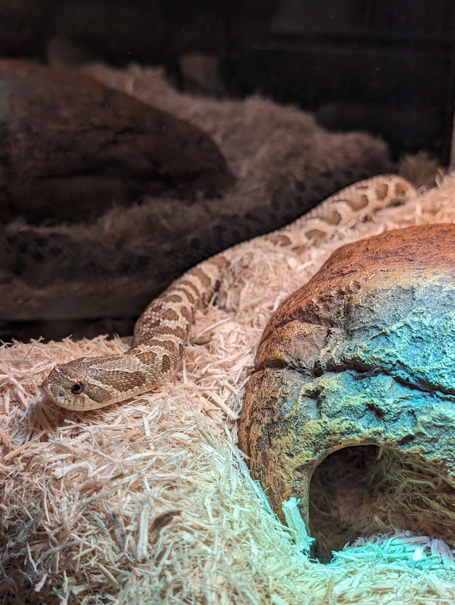 KnightDivining's tweet photo. Our happy little hognose 🐍 Theia sun 🌞 bathing to help digest her first meal 🐁 in 2 months ☺️ #hognose #hognosesnake #snake #basking #finallyeating #hungerstrikeover https://t.co/h2Cma2VPe7