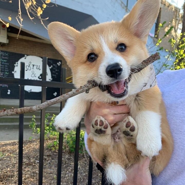 do you really corgi lover?? 🥰🥰
#corgicrew #corgidogs #corgicrazy #corgipopo