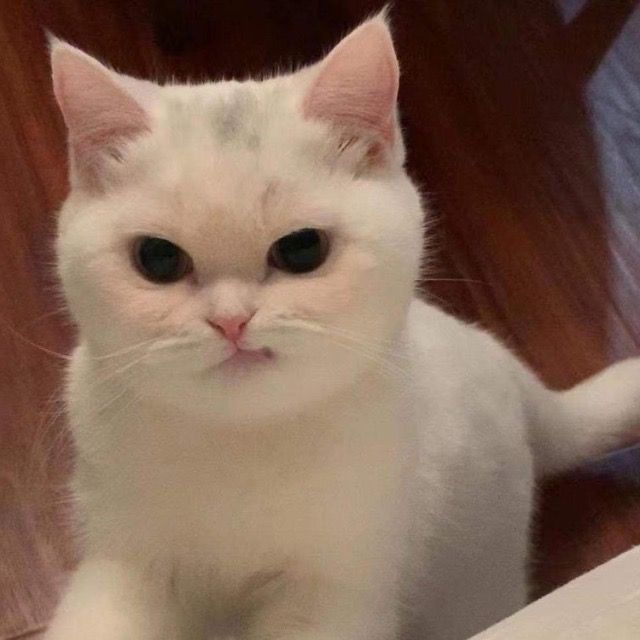 Why you should have a cat tweet media