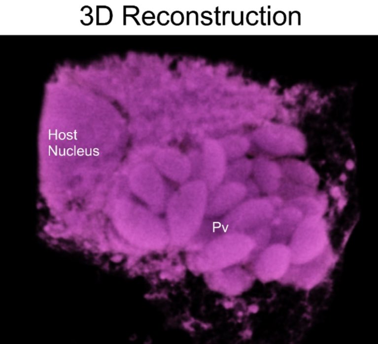 🚨🚨paper alert ‼️Our article is out today!!! A small contribution to the neospora’s field. In this article we explore the cell division of this parasite using #UExM for the first time. I hope you enjoy it !! @paraymicologia @IPMontevideo @carlos_robello mdpi.com/2076-2607/12/1…