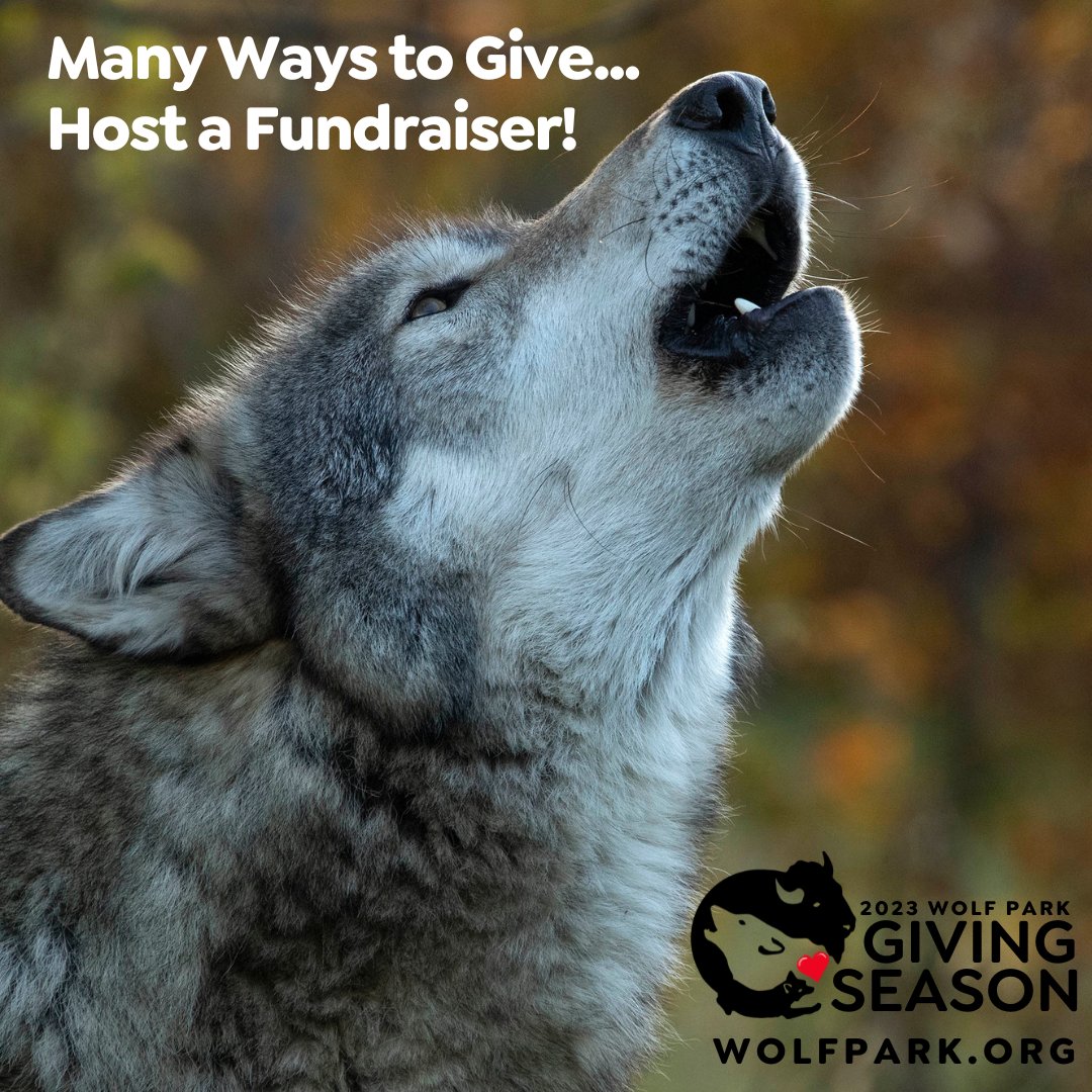 🐺Join the pack by hosting a virtual fundraiser on Paypal, Facebook, or Instagram. It's easy! Learn more: bit.ly/47qyZfB
❤️Help us Save Wolves, Save Wilderness. Donate Today! bit.ly/3QLxKk7
#ThankYou ❤ #GivingSeason #WolfPark #SaveWolves #SaveWilderness