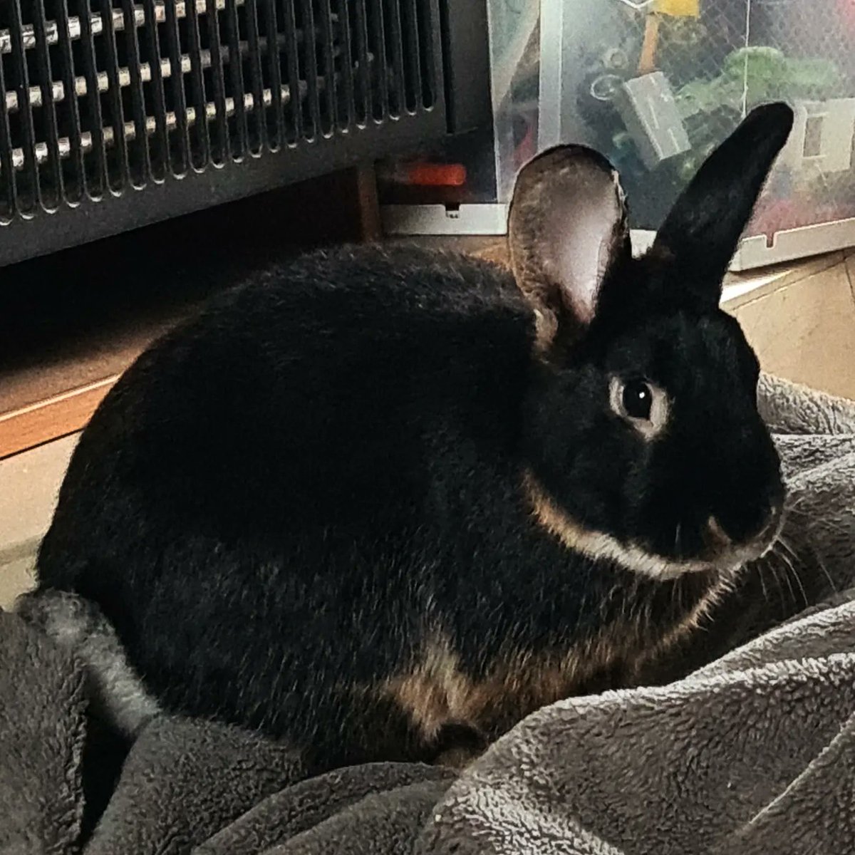 thekindofmagic's tweet photo. lrt: "rabbit stew" how about you shut up before I spin your jaw? How can you look at this little man and think that's a funny joke? https://t.co/IcaXaLUtt2