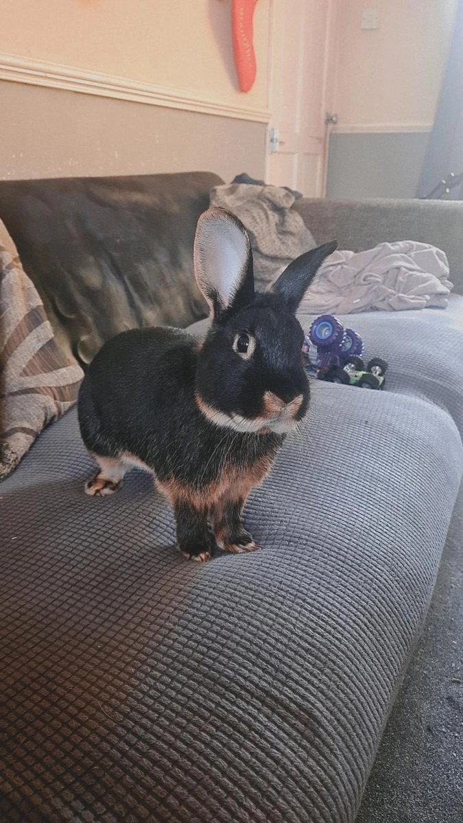 thekindofmagic's tweet photo. lrt: "rabbit stew" how about you shut up before I spin your jaw? How can you look at this little man and think that's a funny joke? https://t.co/IcaXaLUtt2