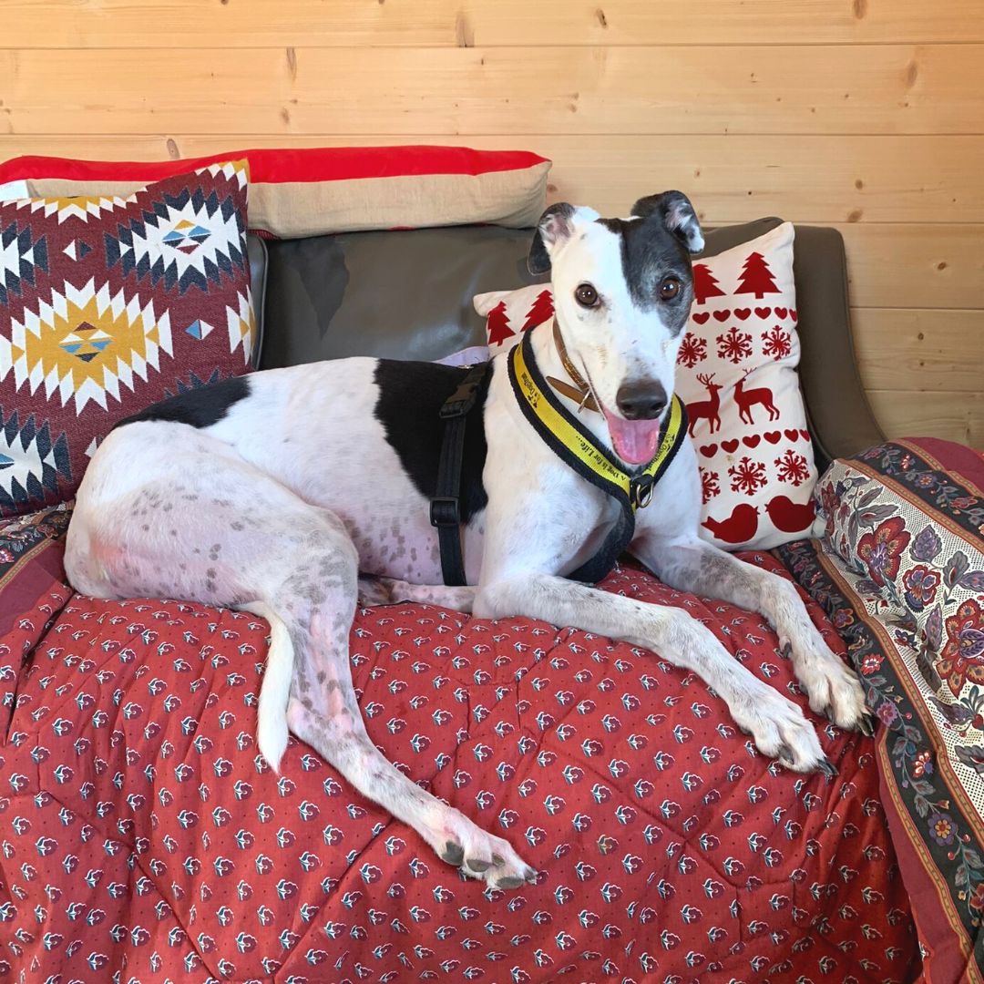 Animal Adoptions UK ๐โ๐ฆบ๐๐โค๏ธ (@adoptionsuk) on Twitter photo Please retweet to help Patch find a home #HAREFIELD #LONDON #UK
Playful Greyhound aged 2-5, nervous, she is looking for a quiet, adult home as the only pet. A big softie, she's clever and enjoys training. 
DETAILS or APPLY๐ dogstrust.org.uk/rehoming/dogs/โฆ
  #Greyhounds #dog Please retweet to help Patch find a home #HAREFIELD #LONDON #UK
Playful Greyhound aged 2-5, nervous, she is looking for a quiet, adult home as the only pet. A big softie, she's clever and enjoys training. 
DETAILS or APPLY๐ dogstrust.org.uk/rehoming/dogs/โฆ
  #Greyhounds #dog