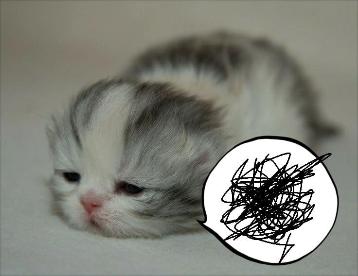 Kitty archives ♡ (@puppierz) on Twitter photo 