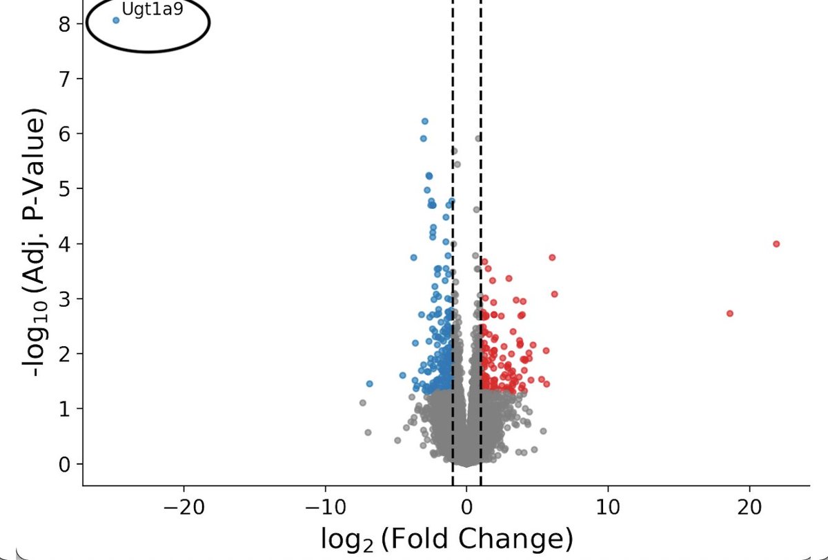 Shai Bel tweet media