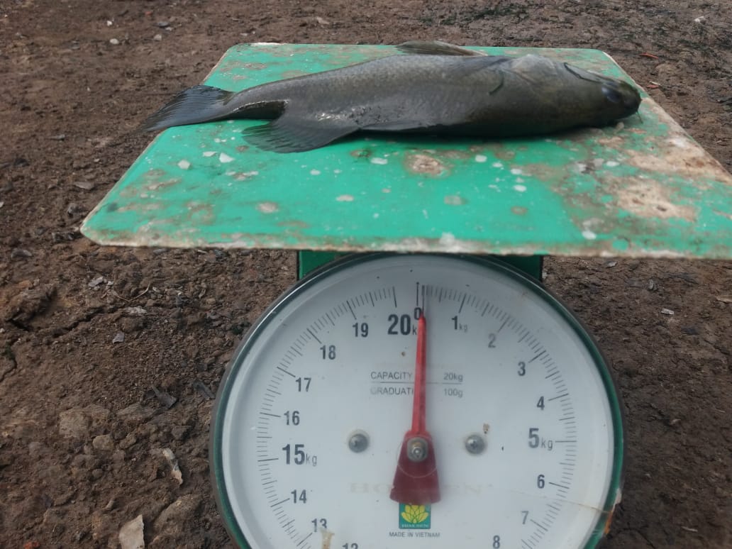 Heru Maruli tweet media