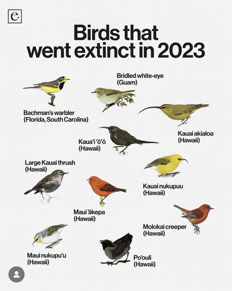 Losing avifauna !