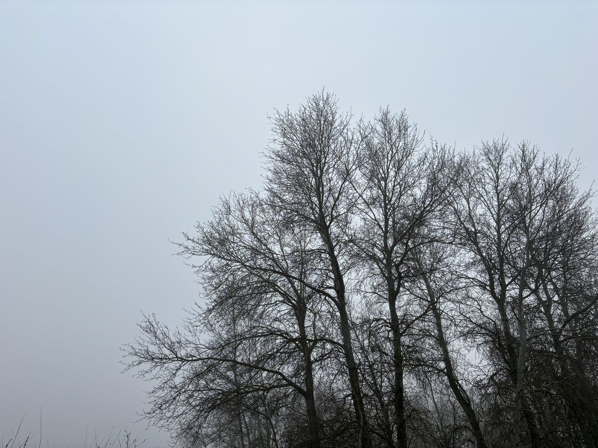 Va:rro Ingenuus🌾 🐗 tweet media