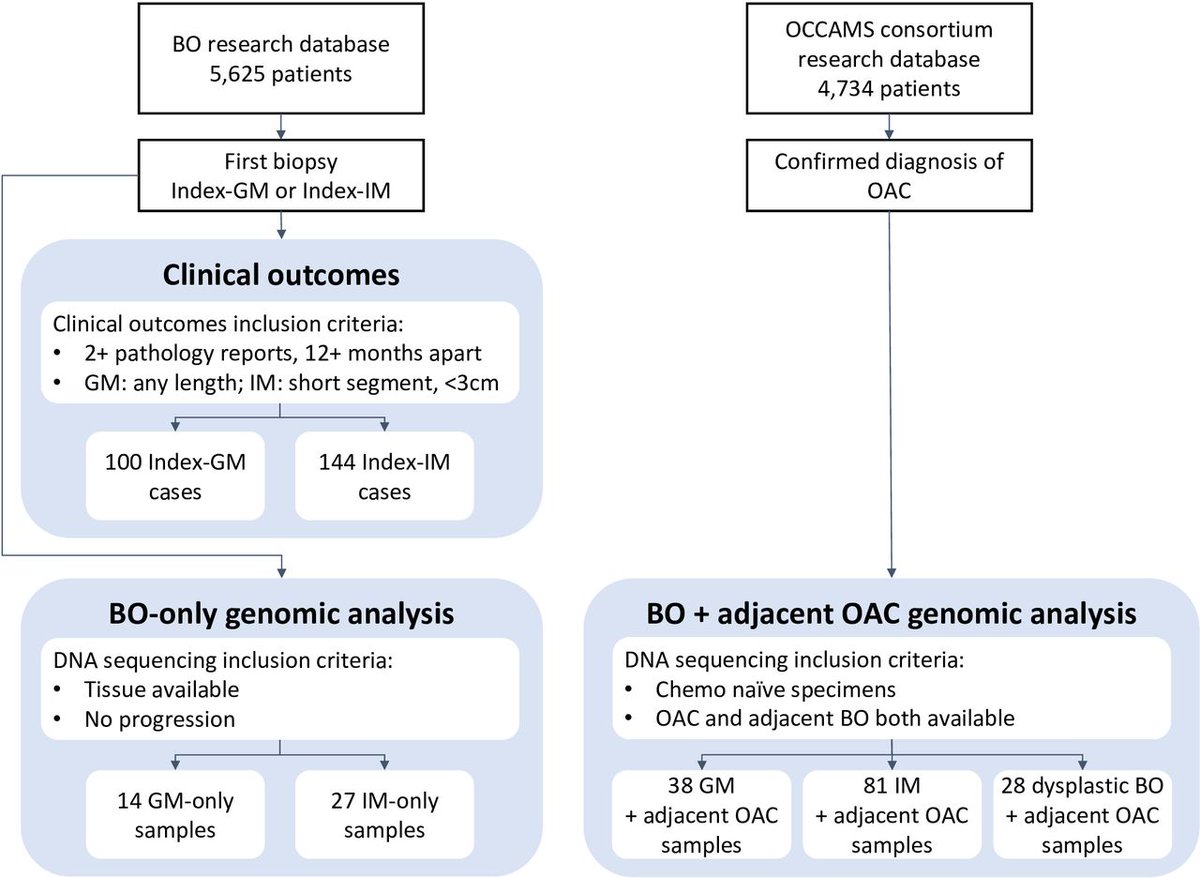 Gut_BMJ's tweet photo. #GUTImage from the paper by Black et al entitled
"Understanding the malignant potential of gastric metaplasia of the oesophagus & its relevance to Barrett’s oesophagus surveillance: individual-level data analysis" via https://t.co/9R4zmBp18y
@RFitzgerald_lab #BarrettsOesophagus https://t.co/pHM3DQfTbg