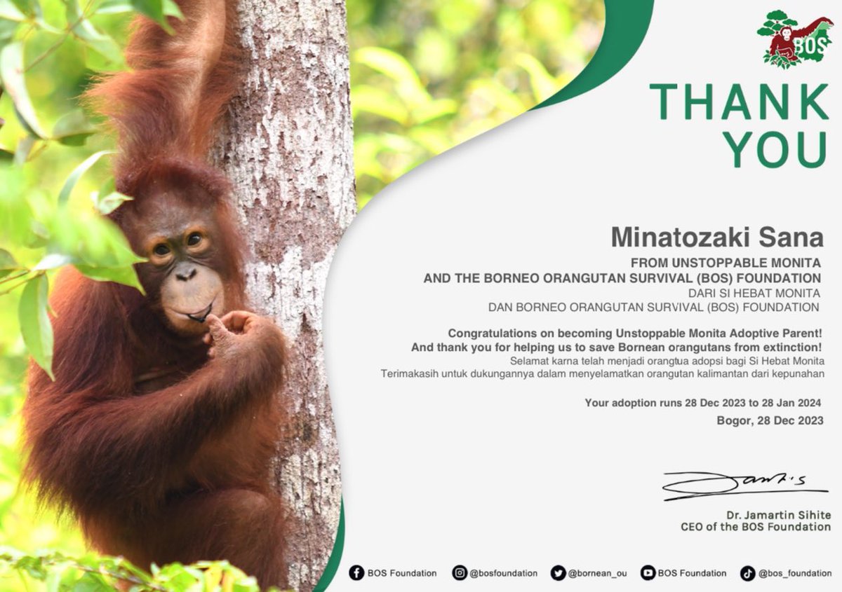 _jennn77's tweet photo. 💜HAPPY SANA'S DAY💜

To celebrate Sana's birthday, i decided to adopt 4 orangutans named Baimah, Monita, Taymur, and Bumi under Minatozaki Sana name through @bornean_OU 

#사나의_27번째_겨울이야기 
#SharmingSanaDay
@JYPETWICE https://t.co/fSDqNDio2s