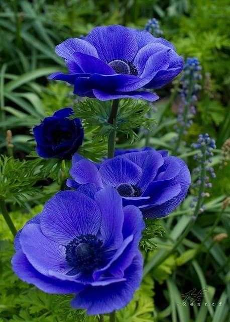 MirandaBety8's tweet photo. #nature #Flowers 
#NaturePhotography 💚 https://t.co/ED0yMHXFrB