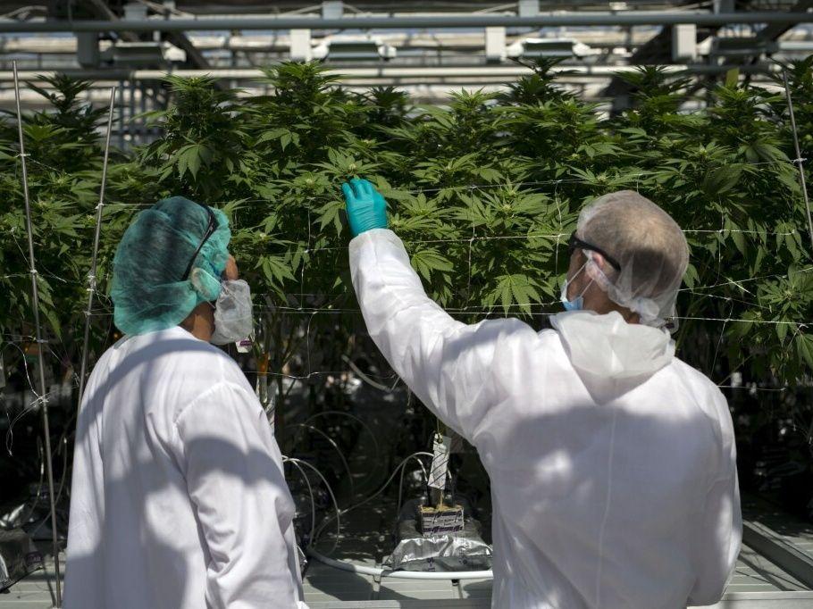 How the federal government has milked the cannabis business almost to death nationalpost.com/news/canada/ca…