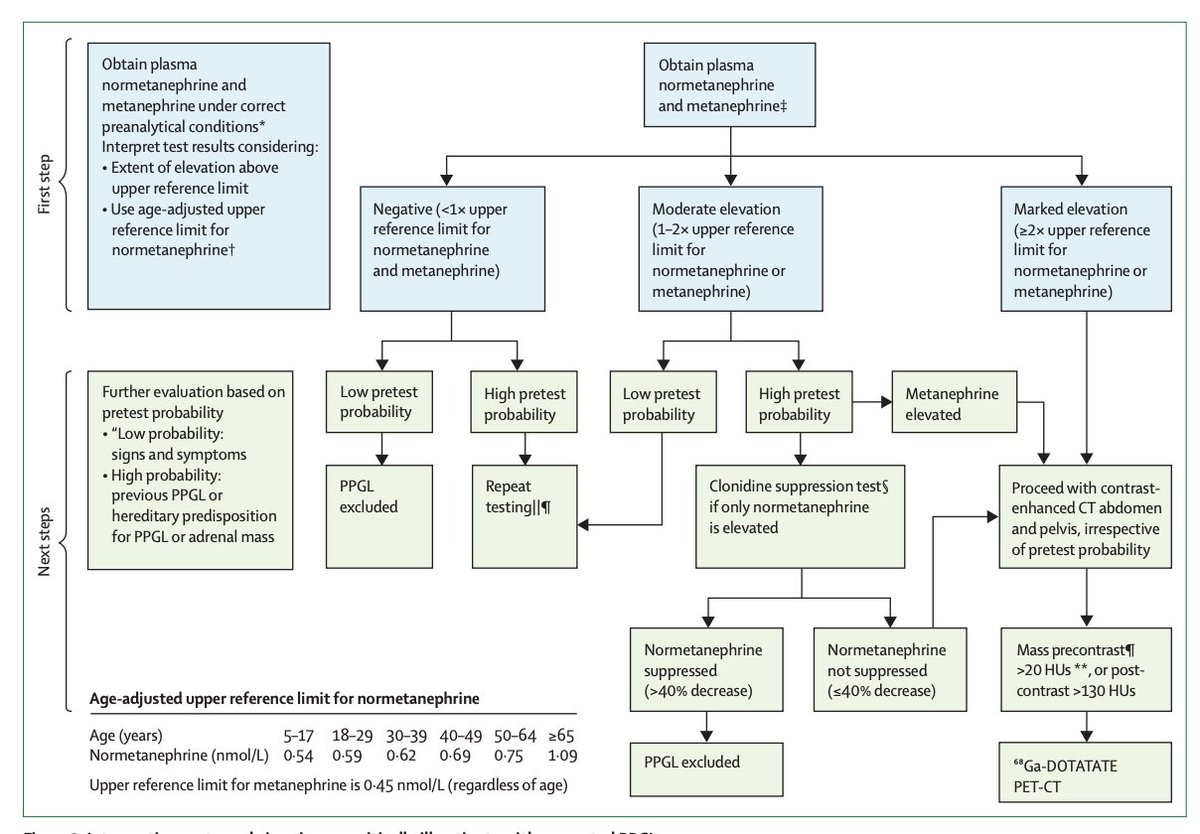 Interpretación de metanefrinas en pacientes no críticos con sospecha de paraganglioma

Lancet Diabetes Endocrinol 2023; 11: 942–54