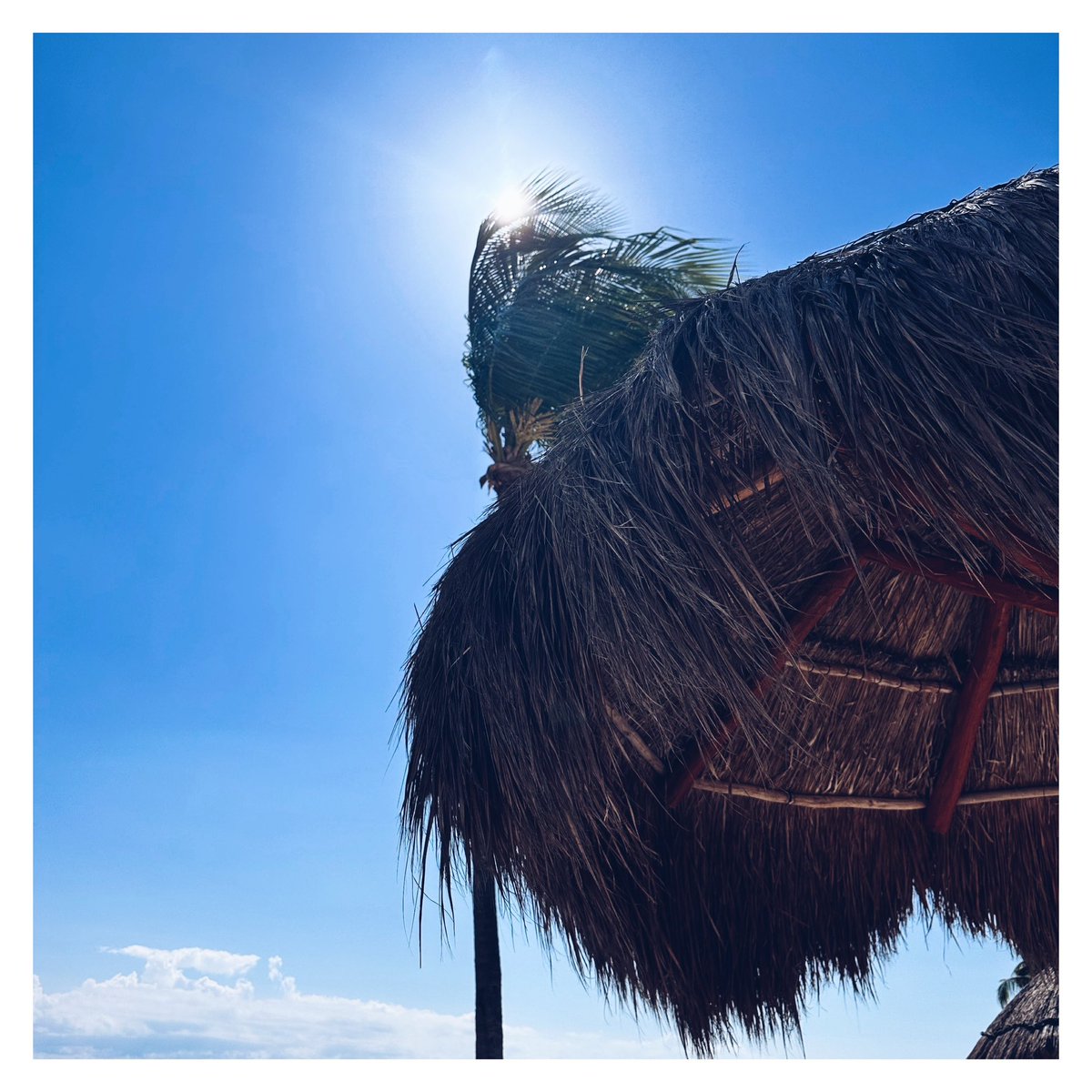 NIWAMOCA's tweet photo. Resting, chilling... 💤 • Playa Del Carmen, Mexico 
#Travel #Traveler #Travelgram #TravelerNoteBook #TravelPhotography #GlobeTrotter #DigitalNomad #DigitalNomadLife #Mexico #PlayaDelCarmen https://t.co/hawgTvHBUK