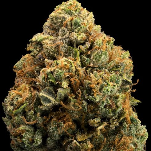 King Louis OG
#StonerFam #420Life #CannabisCulture #WeedLover #weedforsale #cannabisculture #cannabis #Cannabisforsale #onlythebest #bestcannabis #weed #marijuana #MMJ #Weedmob #Weedlovers