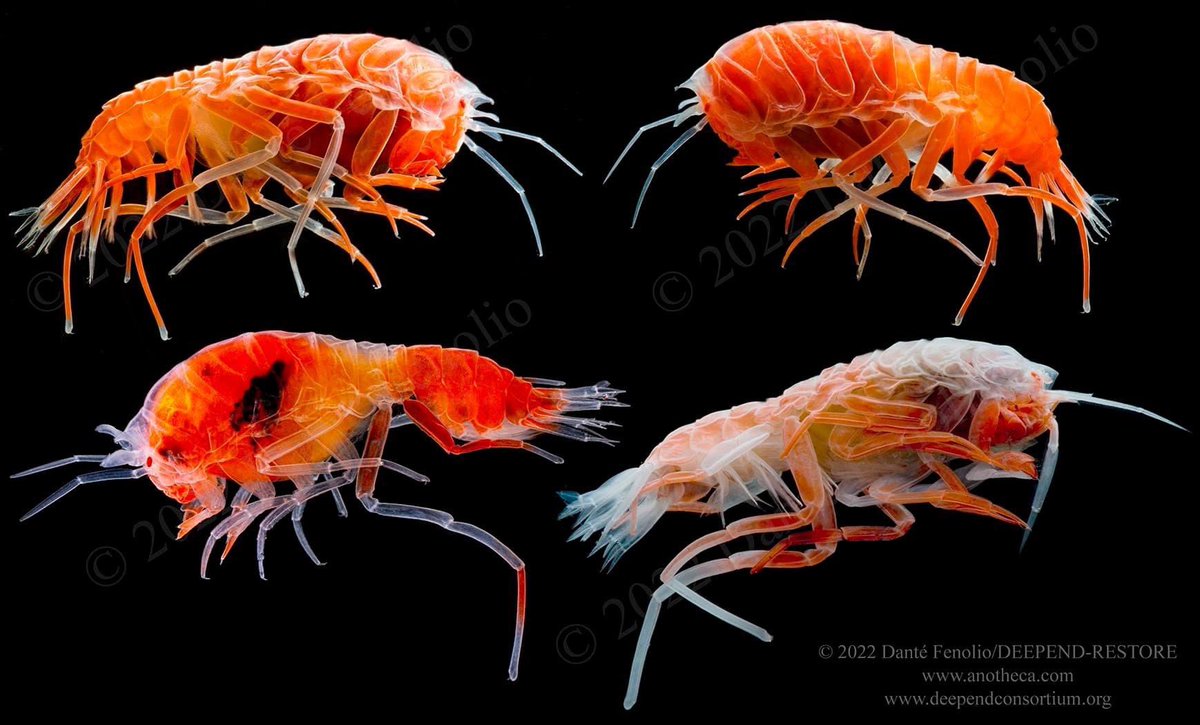 DanteFenolio's tweet photo. This composite depicts one or more deep water amphipods (Lanceola sp.).  They always have "hot" colors (yellows, oranges, reds) but are variable in the color that dominates. https://t.co/ArCMsB59Xv