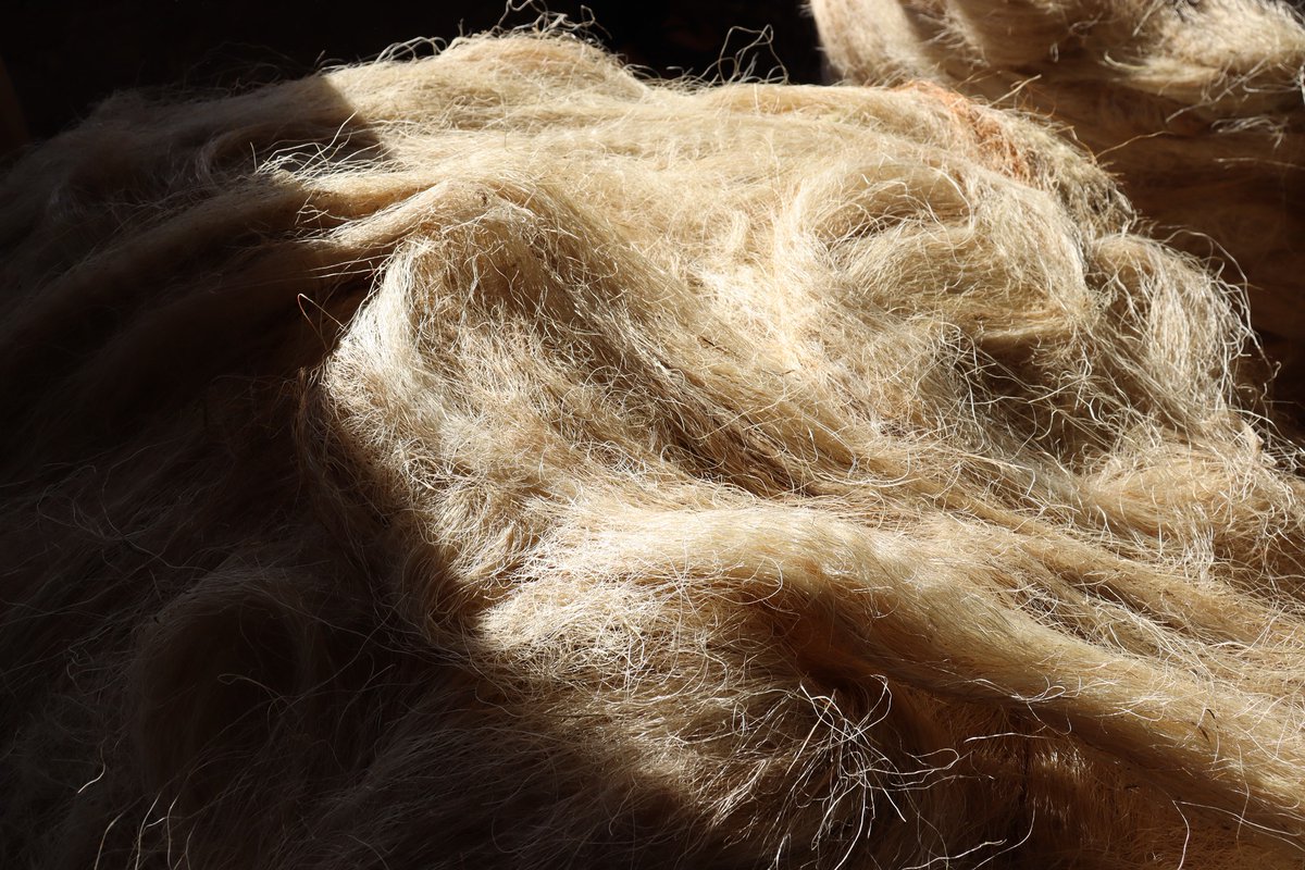 Las fibras de henequén son un tesoro yucateco con siglos de historia. 

Utilizadas desde la antigüedad, estas fibras naturales destacan por su resistencia y versatilidad. Descubre más sobre el proceso de producción en nuestra región. 

¡Una tradición que perdura en cada hebra! 💚