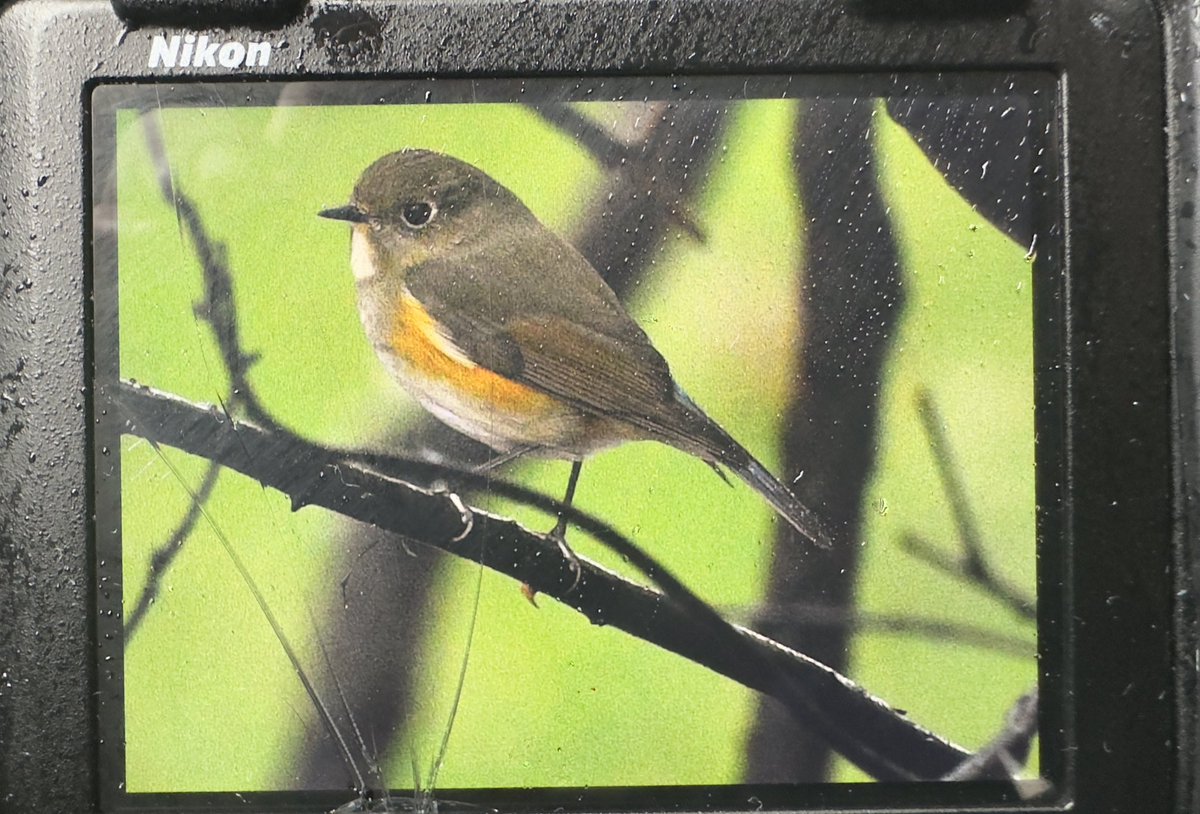 Second time’s the charm! Helps not to visit during a freezing storm! A very lost Red-flanked Bluetail is finally perched on top of my life list!