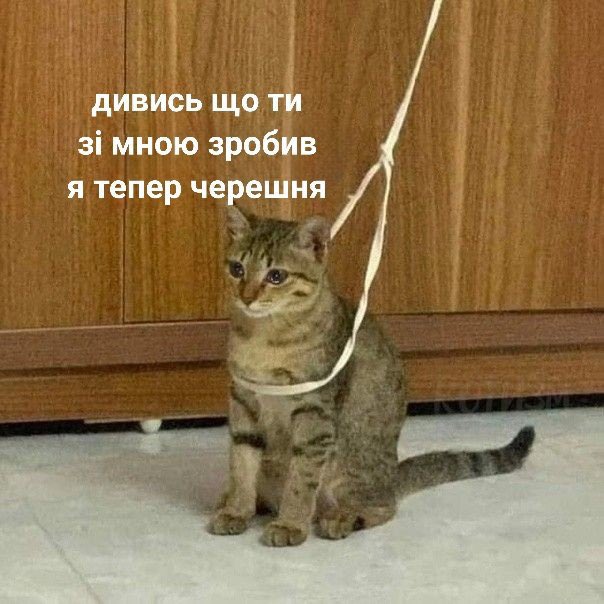 kitten_countess's tweet photo. Коли не виходить розвести мам на додаткову порцію вологого корму кожен ранок https://t.co/gmp6v8GLCj