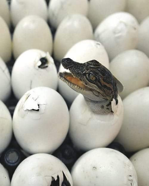 COMIN OUT OF MY CAGE AND I'VE BEEN DOING JUST FINE