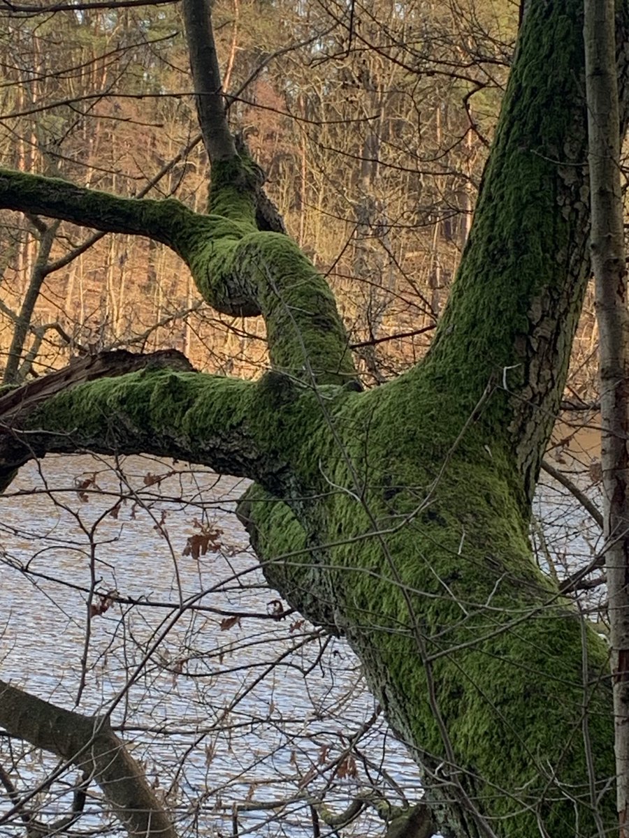 Funkelschoen's tweet photo. Ein #Spaziergang im #Wald❤️🥰
Heute mal seit langem mal wieder #KrummeLanke #Berlin #Naturephotography #nature #Natur #Baum #See #Winter https://t.co/X8nacnTraG