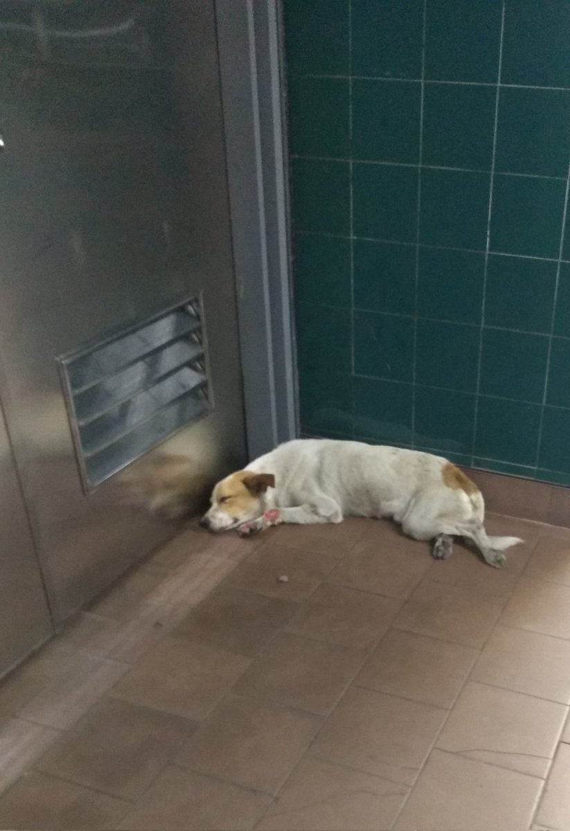 PerroUsuario's tweet photo. Necesita atención y resguardo URGENTE RP @elescudero74: Por Favor #animalistas de La zona de Palo Verde #EdoMiranda que puedan ayudar con comida para este panita que está Mal de una patica seria de gran ayuda Está En la mezzanina o andenes del Metro Palo Verde https://t.co/lvQZRhPCYv