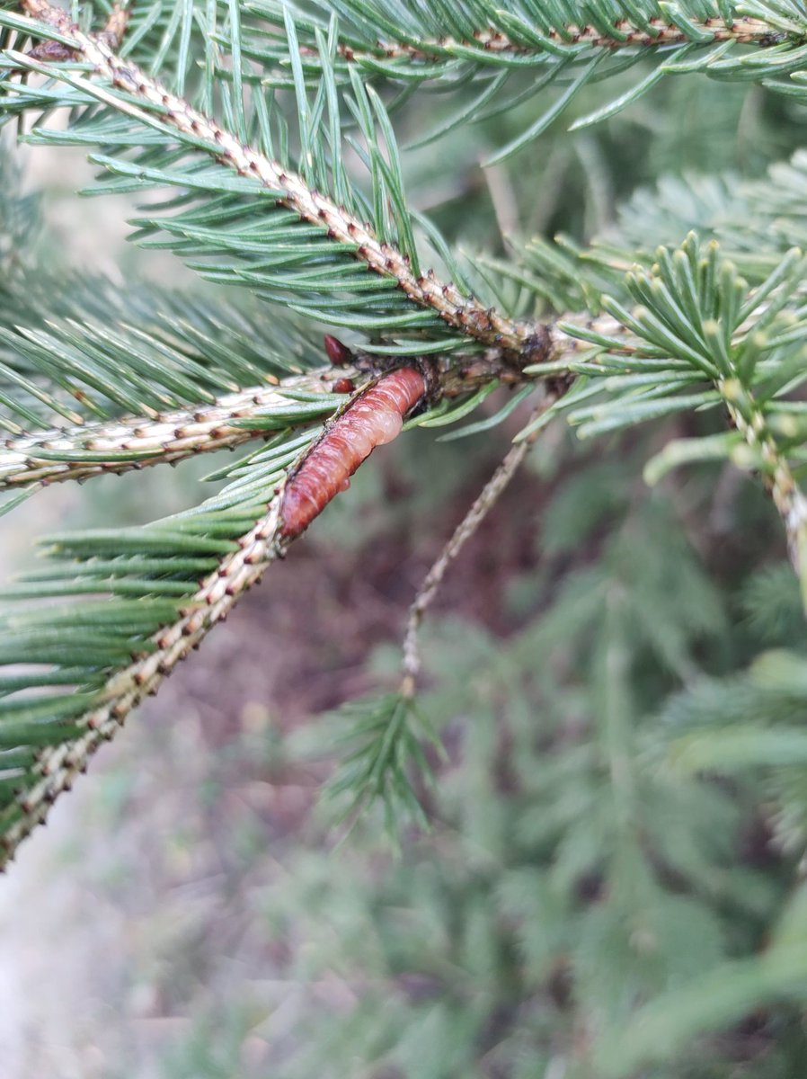 Jenn Trampleasure tweet media