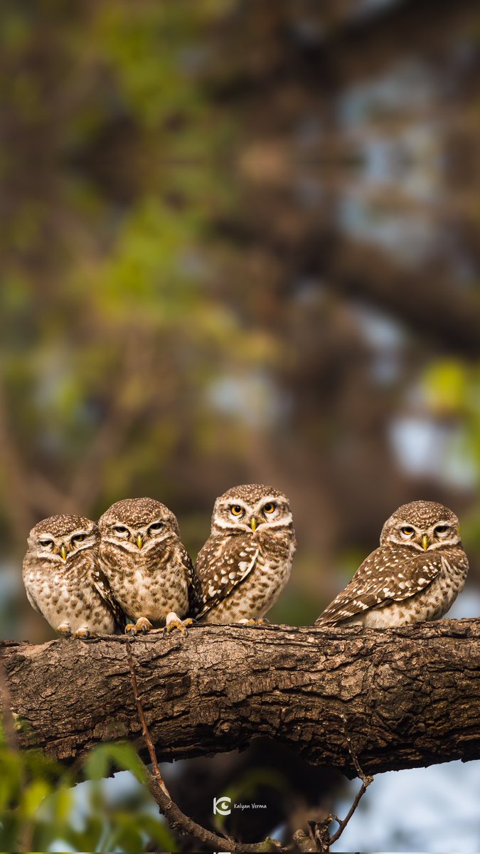 Fledgling fellowship: Owlet chicks cozied up in unity. 

@MPTourism @incredibleindia  @EVOKEexp

#KunoNationalPark #mptourism #madhyapradesh #heartofindia #KunoForestFestival #incredibleindia #KunoForestRetreat #travel #wildlife #wildlifephotography #kalyanverma