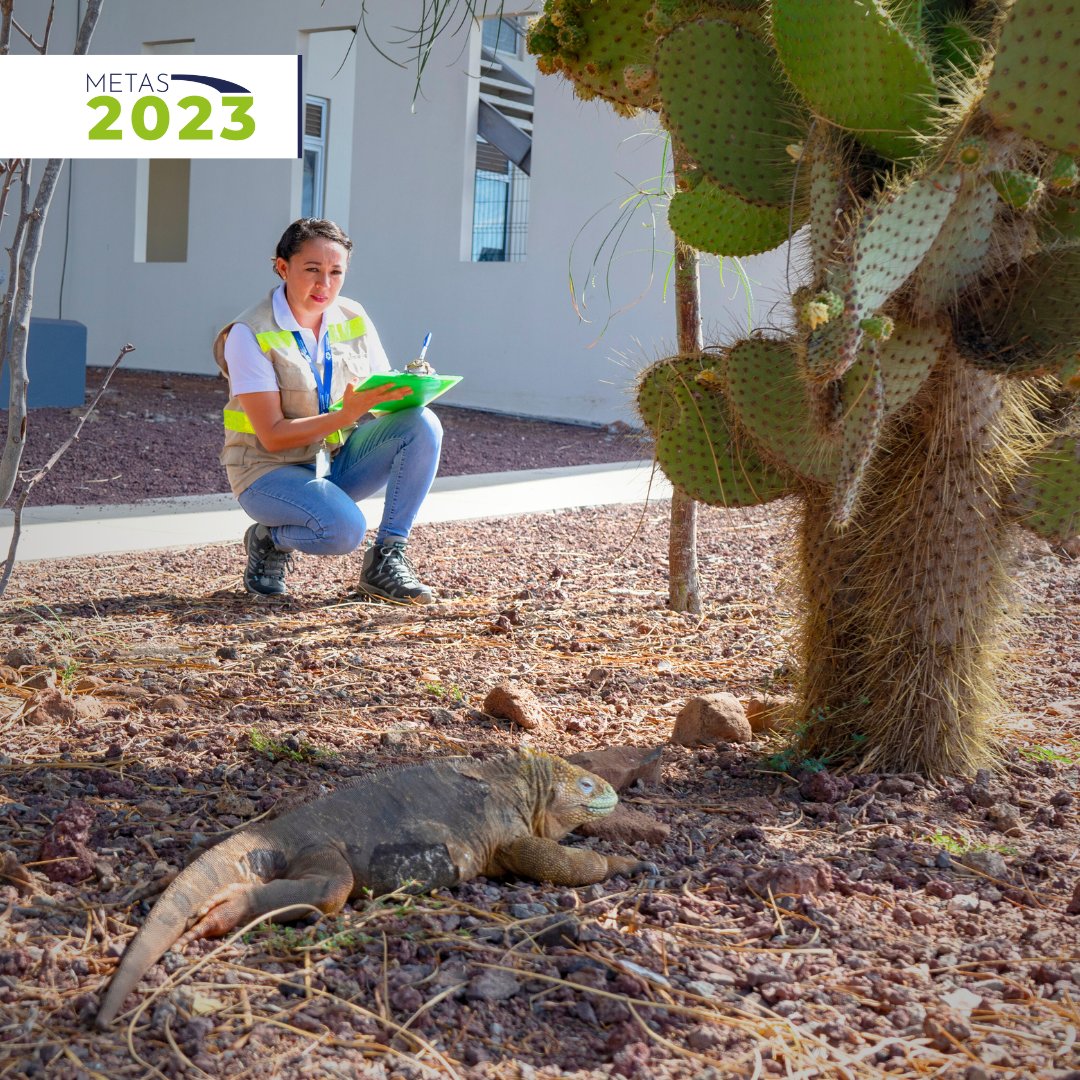 aerogalapagos's tweet photo. ¡🙌 #Metas2023 cumplidas!

Multiplicamos los esfuerzos para la conservación de la isla #Baltra, #Galapagos

Nuestra operación incorpora el cumplimiento de estrictos criterios de protección ambiental, como el cuidado de las dueñas de casa, las #IguanasTerrestres https://t.co/DI2RvKyHA9