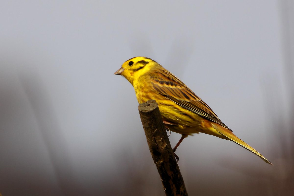 Wordsworthians's tweet photo. For the #12DaysOfChristmas, Day 4, fourth bird, John Clare's Yellowhammer
https://t.co/xpX0Y7961W
And you can hear it here https://t.co/0RrUKw0kwp
#FourCallingBirds https://t.co/QcjvI0QpWS