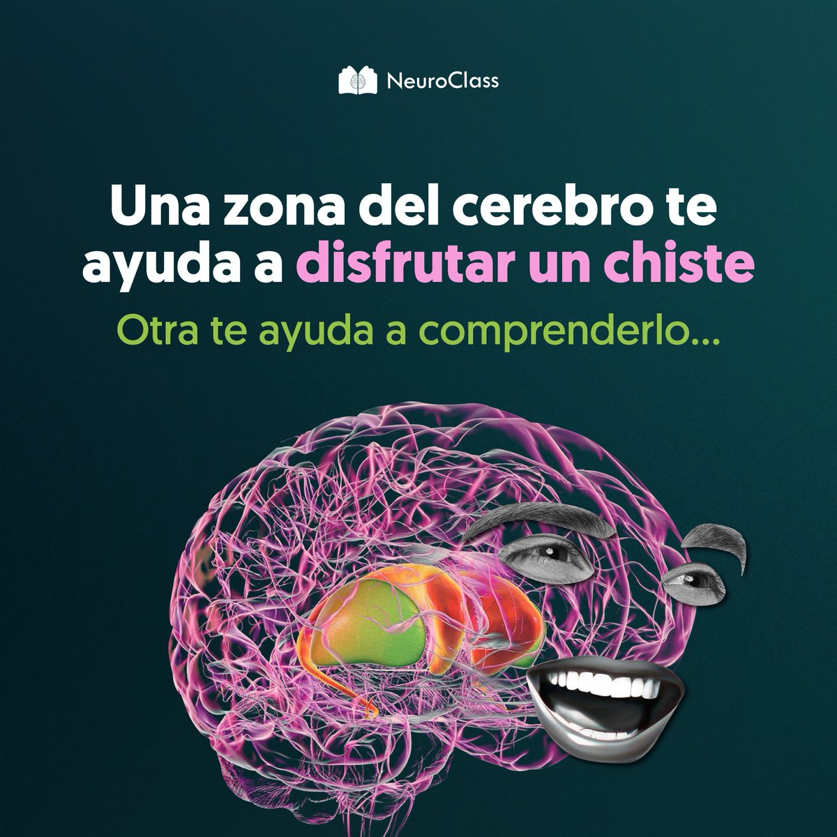 ¿Cómo procesa el cerebro los estímulos humorísticos?😂

🧵En este hilo te contaremos acerca de las zonas del cerebro que se encuentran involucradas en nuestra comprensión y apreciación de los chistes