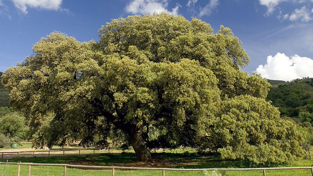 Árbol más bonito de España ❤️ 🌳 .
Chaparro de la Vega. 
Coripe, Sevilla 😍💋🌳