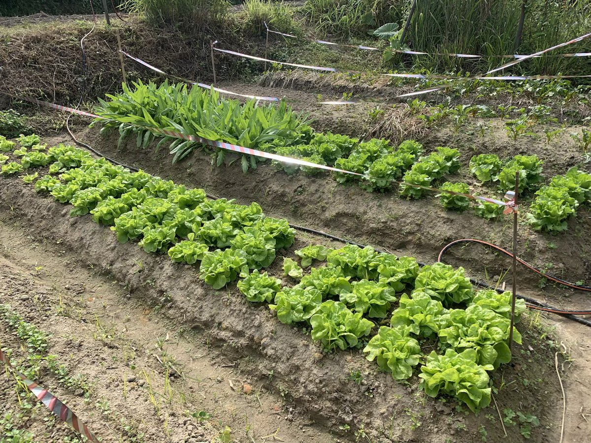 BrightBirdBio's tweet image. 賣菜

農場一向不做零售賣菜，因為想更多人親身感受了解耕種的過程和真實地實踐 biodynamic 的知識，所以農場一向實行 CSA 會員來供應蔬菜而不作零售。

brightbirdbio.com/?p=3330